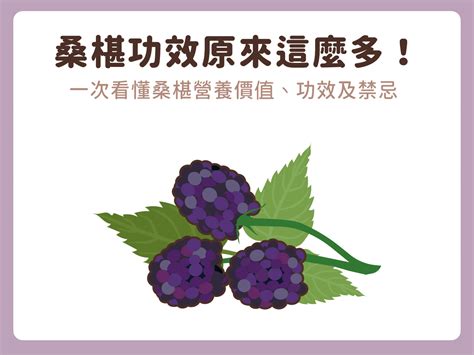 種桑椹禁忌|桑椹功效原來這麼多！一次看懂桑椹營養價值、功效及。